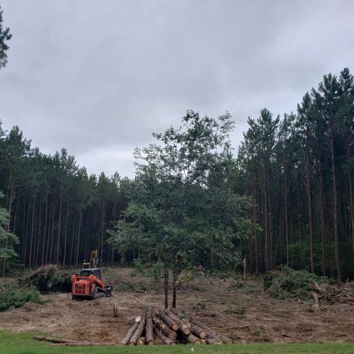 Clearing Trees and Stumps for Home Site